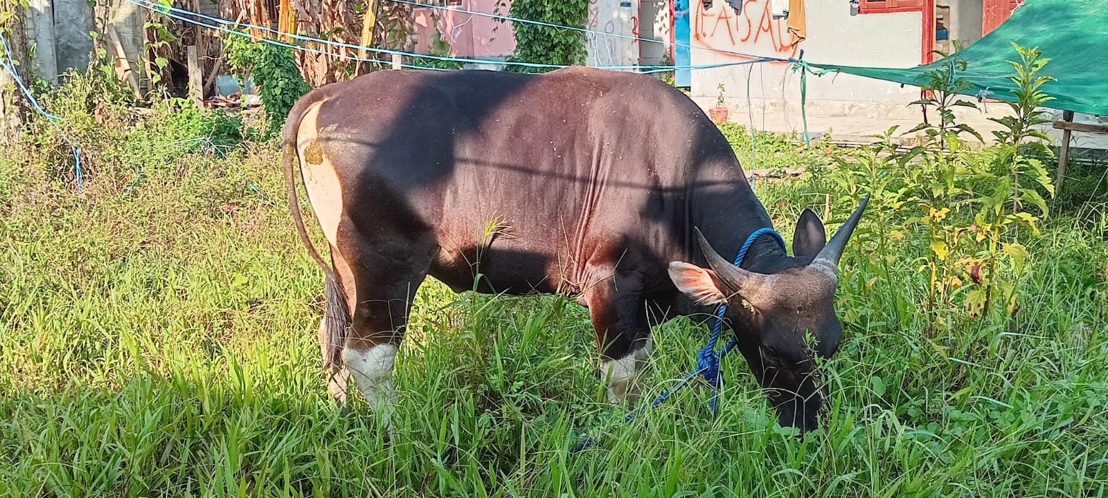 Kegiatan Pondok Pesantren Darussalam Bacan - Foto 13