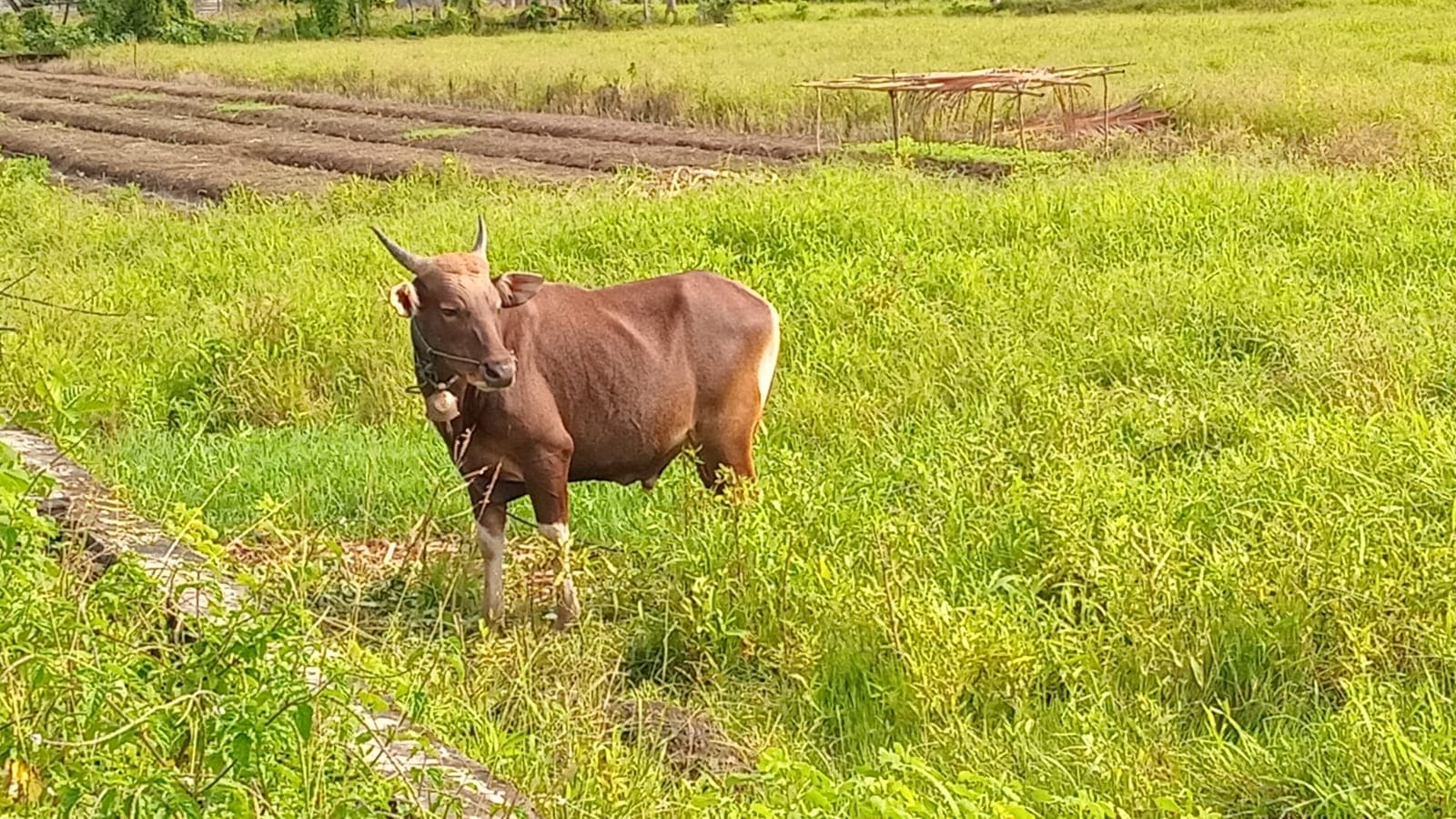Sapi program wakaf pesantren