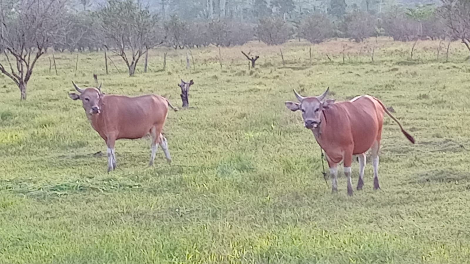 Sapi ternak pesantren Darussalam Bacan