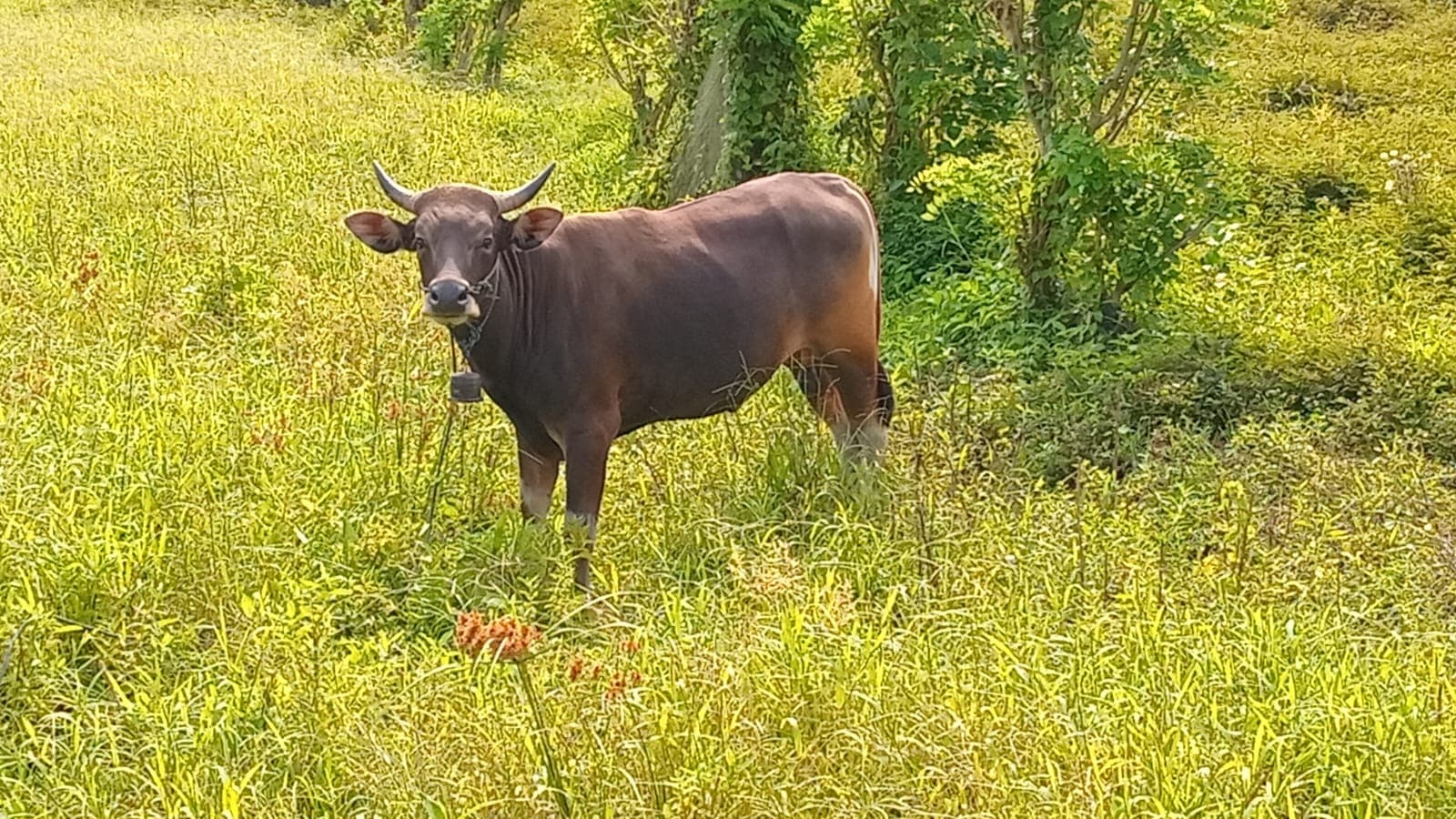 Sapi di padang rumput pesantren