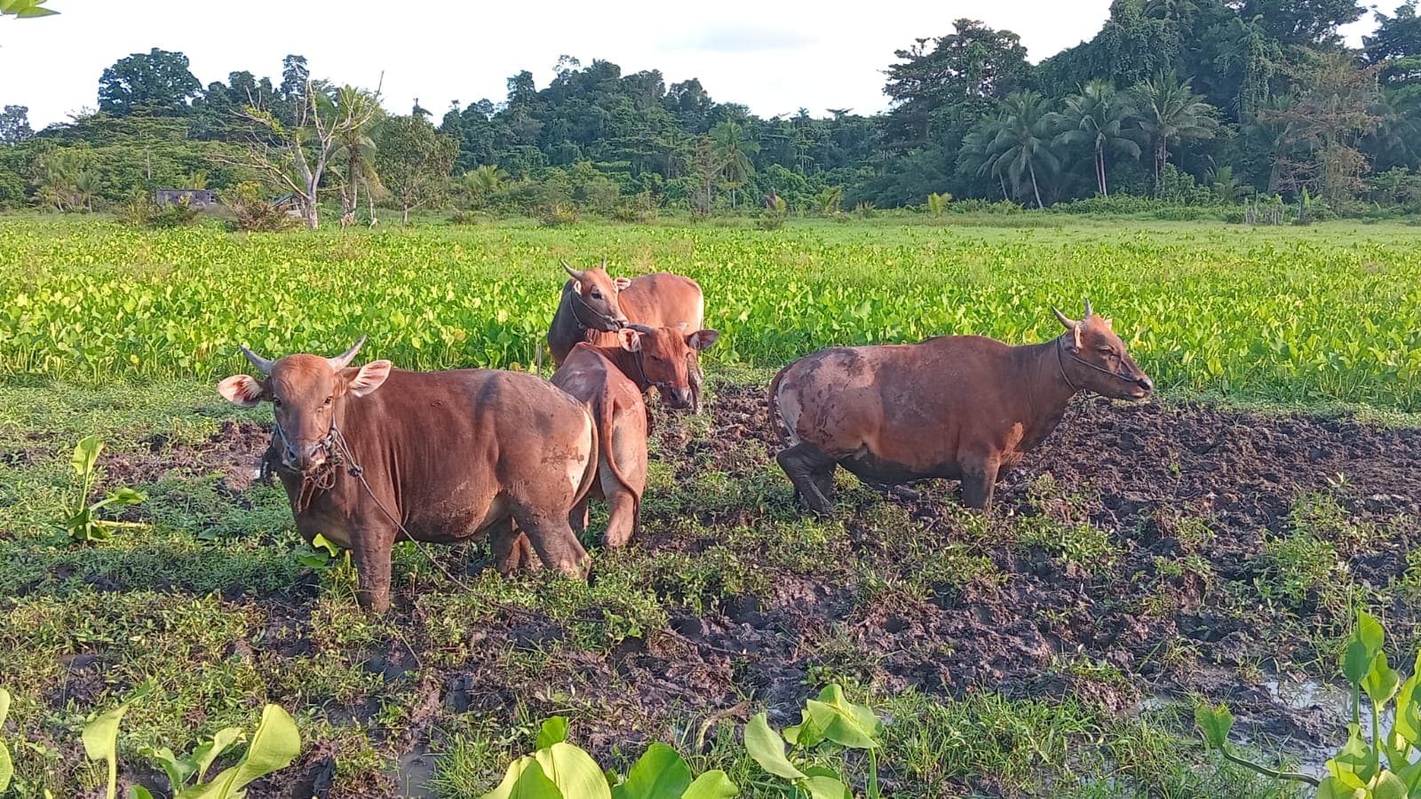 Koleksi sapi wakaf produktif