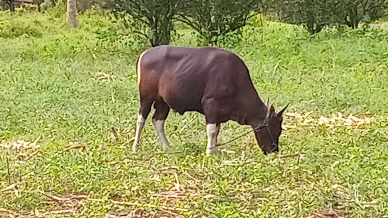 Sapi program 1 santri 1 sapi