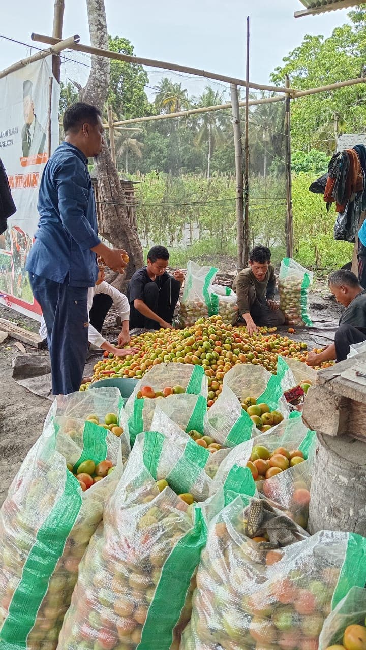 Panen tomat pesantren Darussalam Bacan
