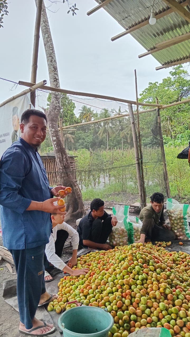 Santri memilah hasil panen tomat
