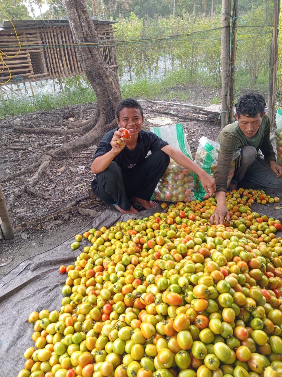 Hasil panen tomat pesantren siap jual
