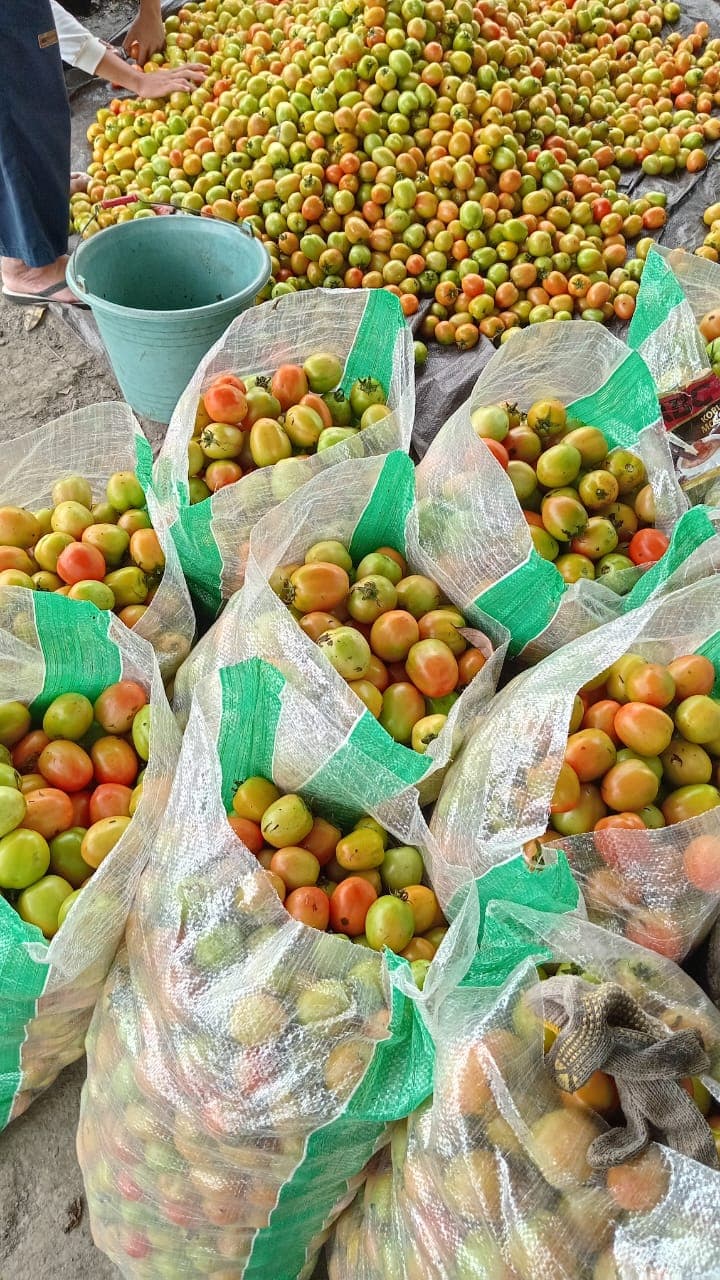 Lahan pertanian buah naga pesantren