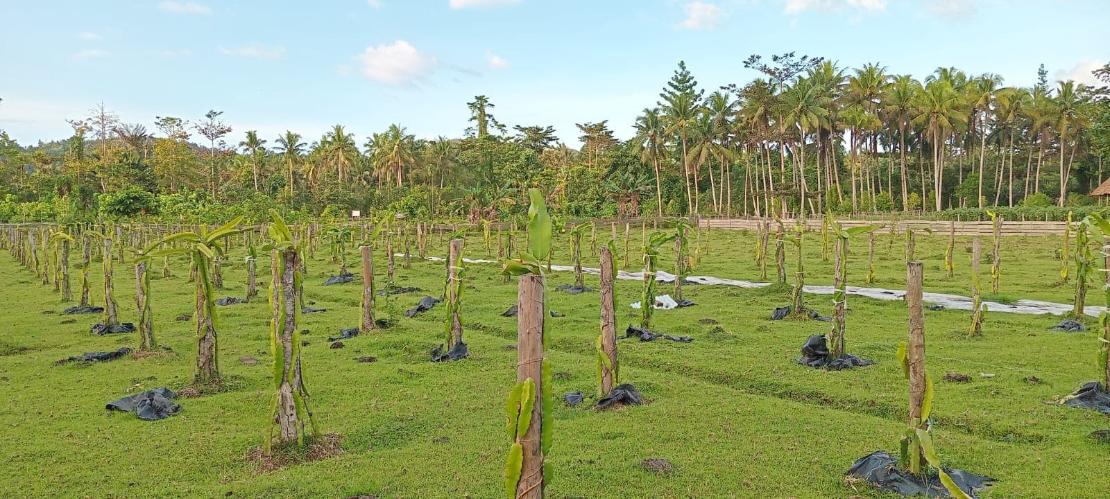 Kebun sayur pesantren Darussalam Bacan