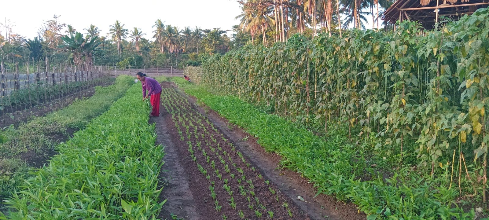 Kebun kangkung dan sayuran pesantren