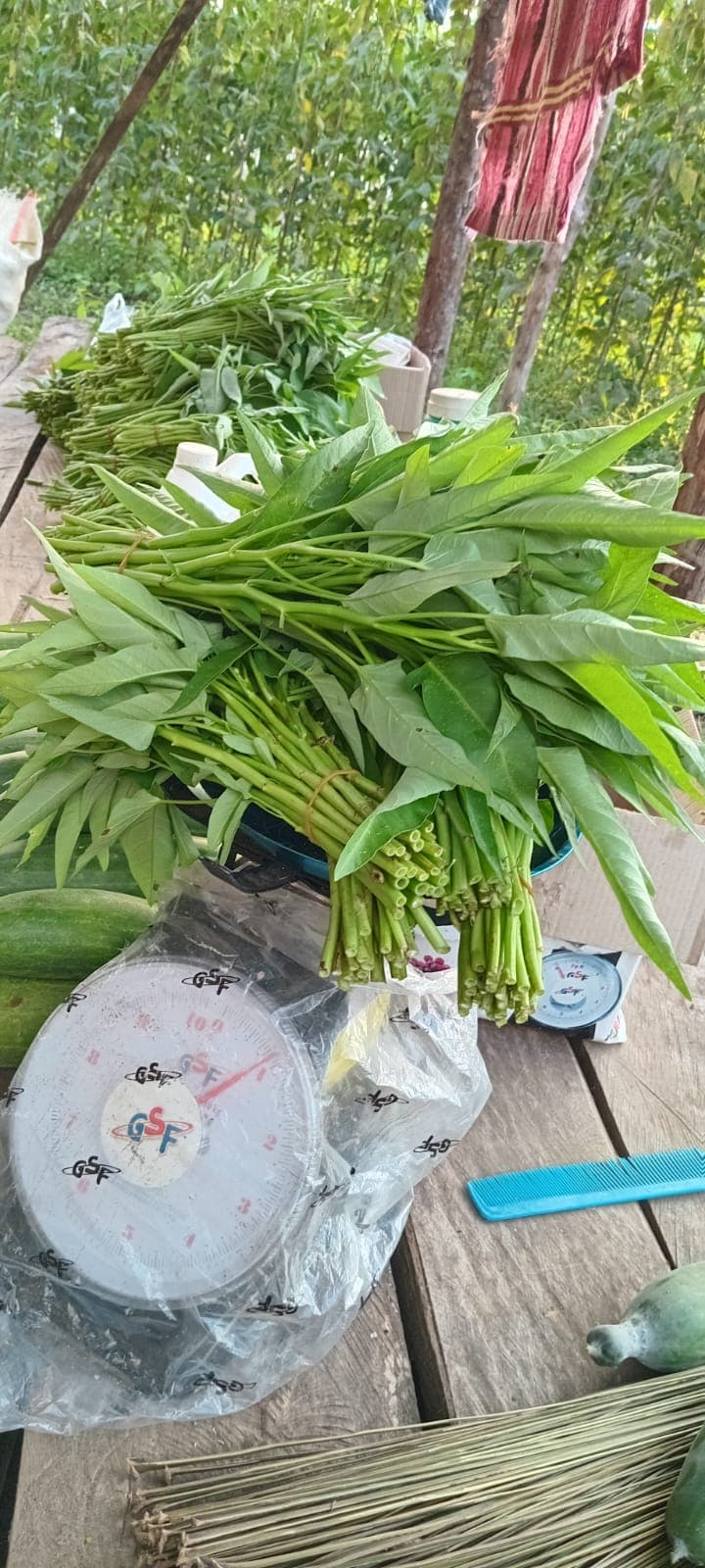 Hasil panen kangkung siap jual