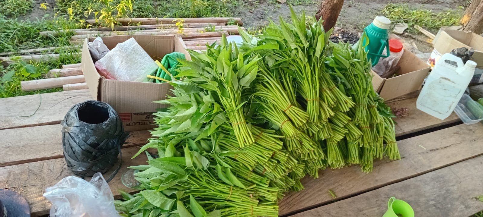 Ikat kangkung hasil kebun pesantren