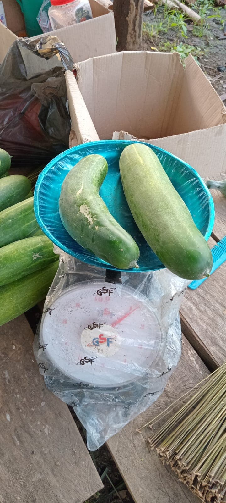 Timbang timun hasil panen pesantren
